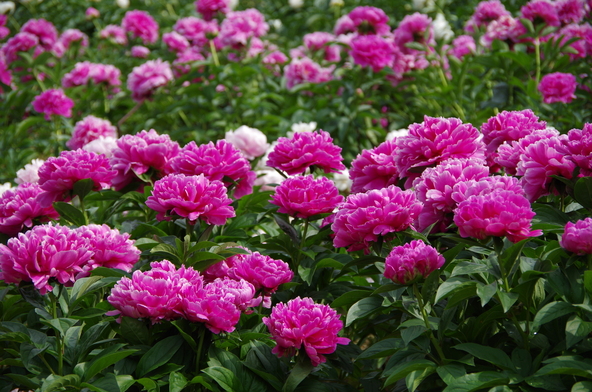 色鮮やかな芍薬にうっとり♪(画像提供:むーさん / PIXTA)