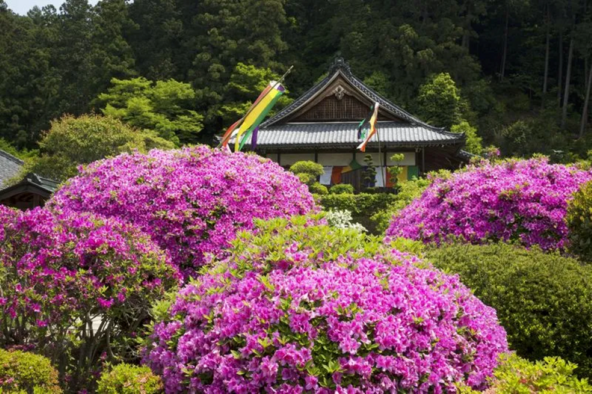 つつじが満開時の「船宿寺」