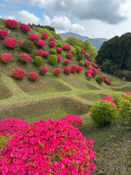 石を使わず土だけで築かれた山城の跡につつじが咲き誇ります
