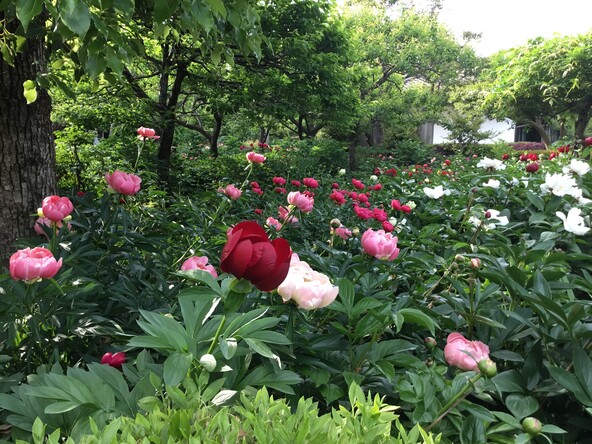 例年5月中旬まで芍薬が咲き誇る境内