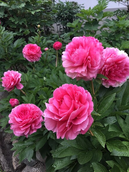 奈良県葛城市の「石光寺」(せっこうじ)に咲くあでやかな芍薬