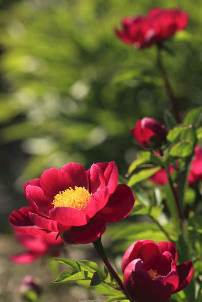 「京都府立植物園」に咲く赤い芍薬(画像提供:C7 / PIXTA)