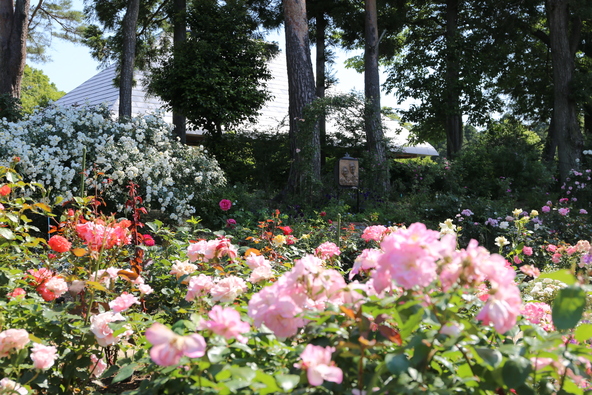 やさしい色合いの草花とバラが調和する庭園風景