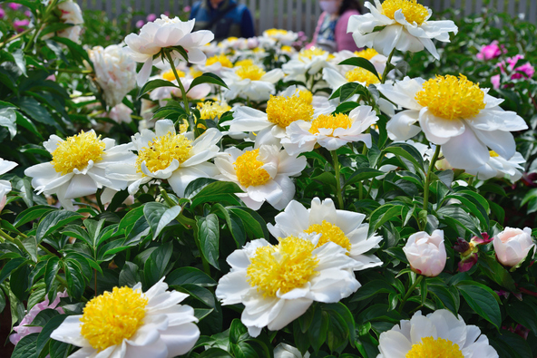 満開時の芍薬「オオタニシロ」(画像提供:tetsu / PIXTA)