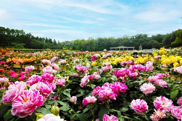 「神代植物公園」の春バラが満開時の様子(画像提供:kazukiatuko / PIXTA)