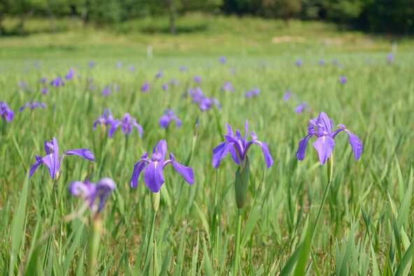 緑一面の湿地に清楚な青紫色の花を咲かせます(画像提供:シゲミン / PIXTA)