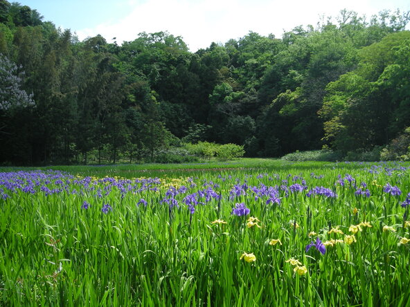 静かな集落の奥に位置し、群落はとても静かです(画像提供:(C)Tottori Pref.)