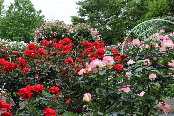 総合公園に咲き誇る美しいバラ(画像提供:ミカジマノキジ / PIXTA)