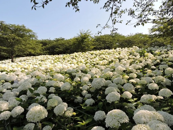 権現堂公園のシンボルともいえる「アナベル」