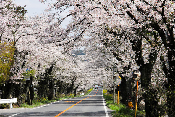 早乙女の桜並木(伐採前の様子)