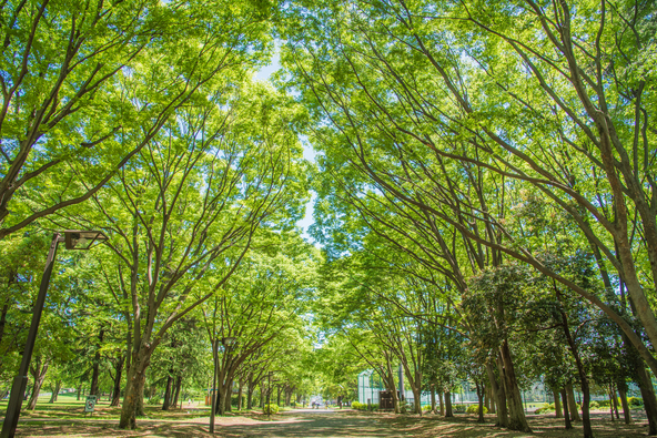 森林浴を楽しんだり吊橋をわたったりして、ちょっとした非日常を味わえる公園(画像提供:キャプテンフック / PIXTA)