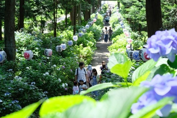 あじさいの咲く参道をゆっくりと歩き、本殿と拝殿まで向かいます