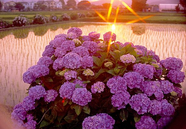 田園風景をバックに写真を撮るのもおすすめです