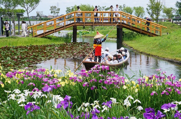 全国に多々ある花菖蒲園のなかでも、舟の上から花菖蒲を楽しめるのはここ「水郷佐原あやめパーク」だけなのだとか