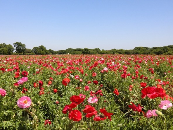 花畑のなかで楽しいひとときを過ごしませんか?