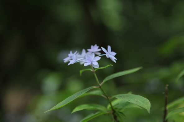 七段花(シチダンカ)(6月上旬)