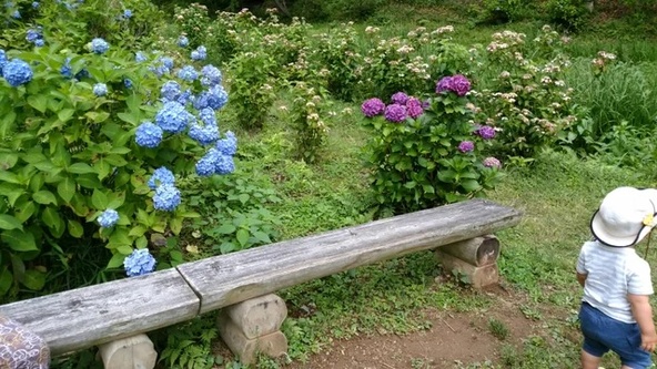 「霞丘陵ハイキングコース」沿いに咲く紫陽花(ユーザー投稿)