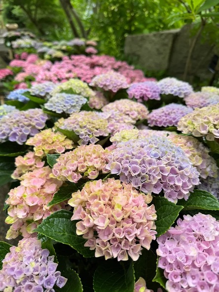 芝生広場近くには、アジサイの小川が登場!