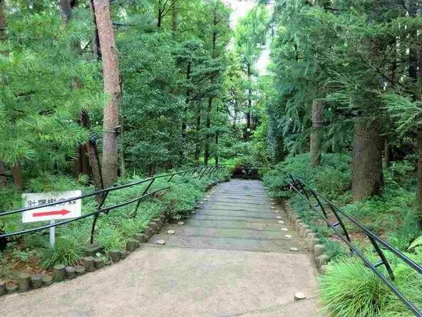 「針葉樹の森」で森林浴♪