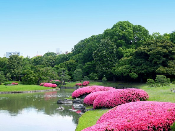 初夏には、池の周りのサツキが見頃を迎えます