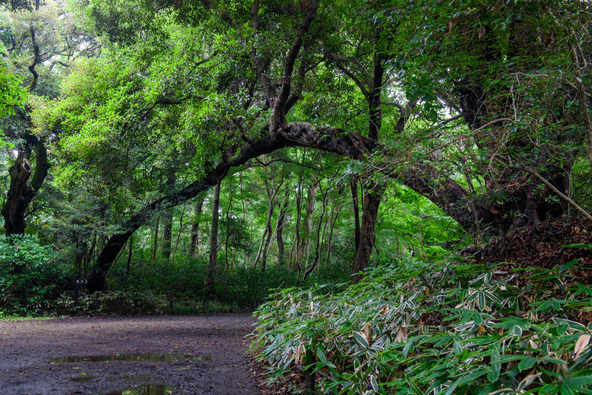 倒木や苔むした巨樹など、ありのままの大自然と出会えます(画像提供:relax / PIXTA)