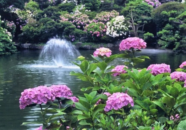 一面に広がる紫陽花の絶景