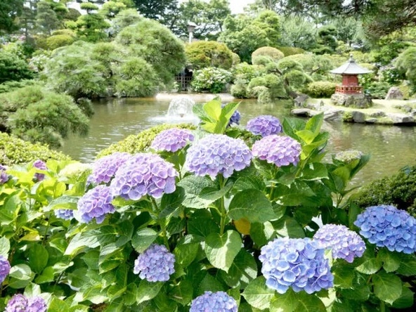 「保和苑」の紫陽花