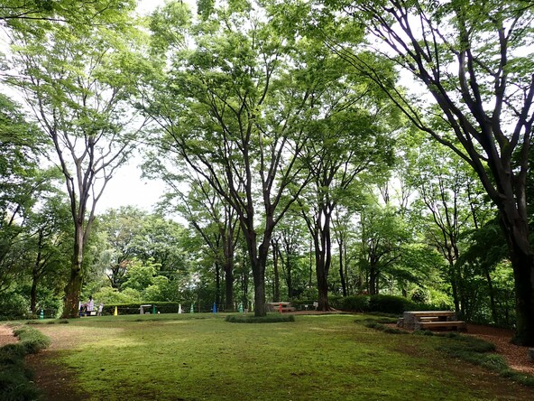 ケヤキ広場(出典:“赤塚植物園ケヤキ広場” , CC BY 4.0, via 板橋区Open Photo)