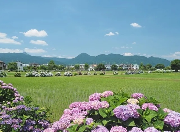 (C)開成町