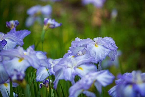 あじさいと同時期に見頃を迎える「花菖蒲(はなしょうぶ)」