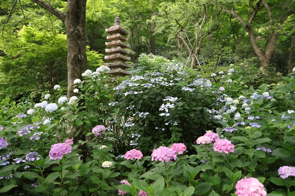 山内八十八ヶ所巡拝路の周りには「山あじさい園」があります