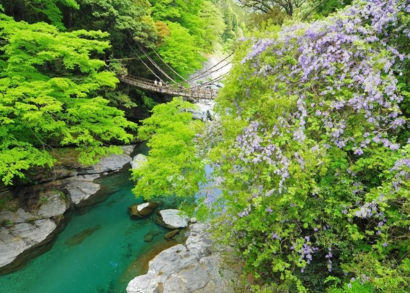 シラクチカズラ(別名:サルナシ)の苗木で作られた「祖谷のかずら橋」
