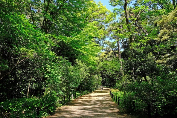 新緑に囲まれた散策路(画像提供:ビーンツリーjr / PIXTA)