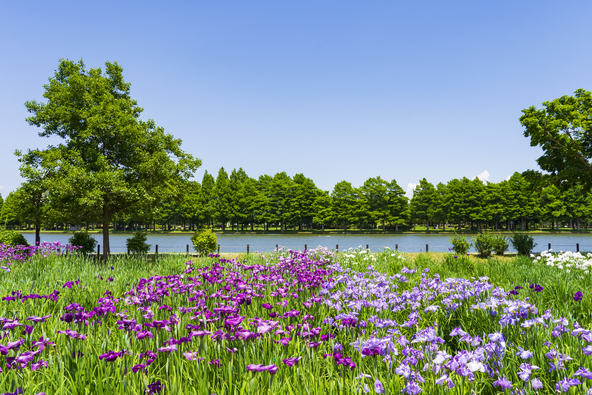 見頃の時季の花菖蒲(画像提供:k_river / PIXTA)