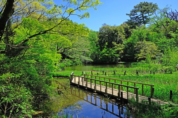 水生植物園(画像提供:khadoma / PIXTA)