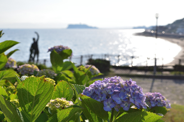 稲村ヶ崎の紫陽花と江の島(画像提供:舞流sky / PIXTA)