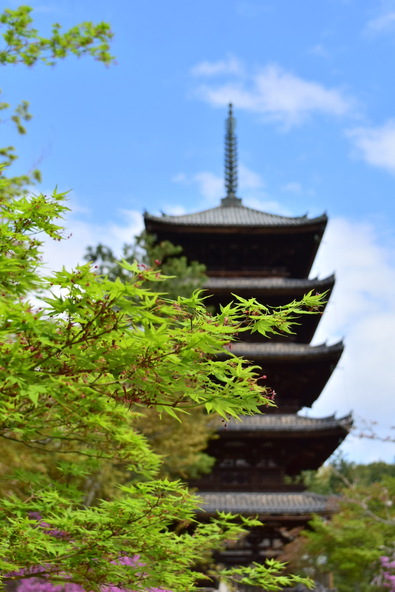 青空に輝く青もみじと仁和寺の五重塔(画像提供: hana_sanpo_michi / PIXTA)