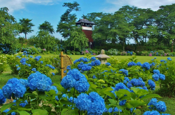 「黒羽城址公園」に咲き誇る青い紫陽花(画像提供:公益社団法人 栃木県観光物産協会)