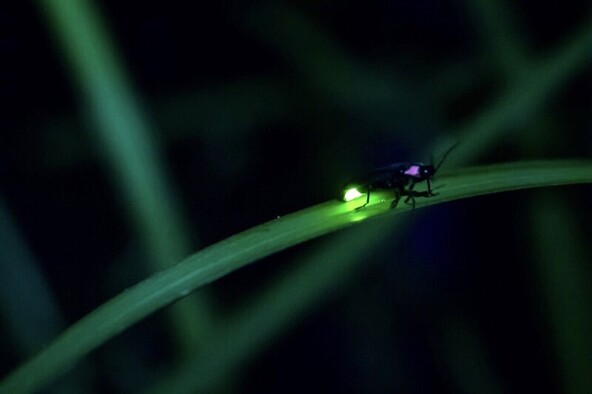 幻想的な光に癒やされる!
