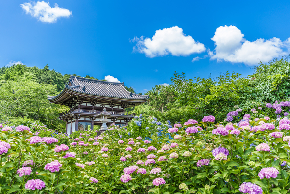 満開時の様子(画像提供:hiroki okumura / PIXTA)
