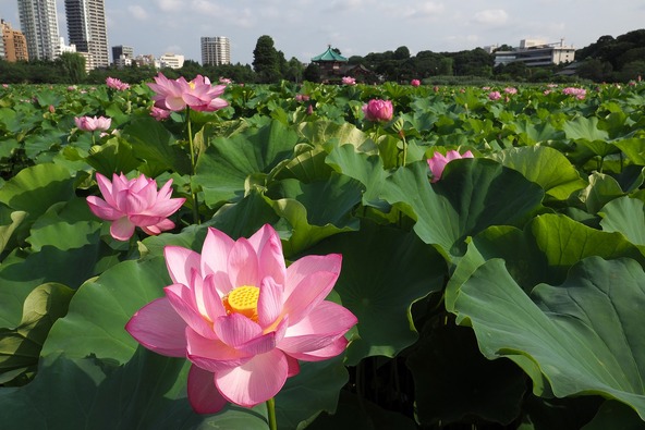 「不忍池」に咲く蓮が、初夏の園内を彩ります(写真提供:台東区)