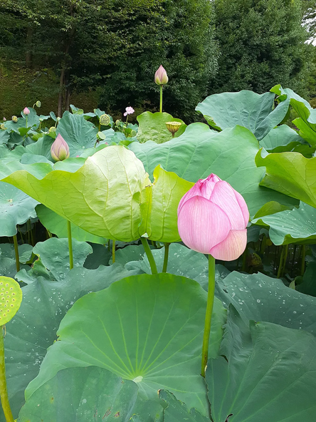 見頃には、大きく咲く「大賀蓮」を楽しめます(画像提供:ユーザー投稿)