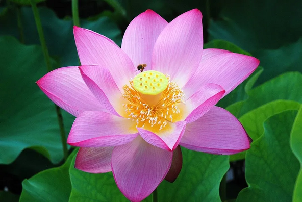 見頃には、大輪の「大賀蓮」が次々と花を咲かせます(画像提供:観光いばらき フォトライブラリー)