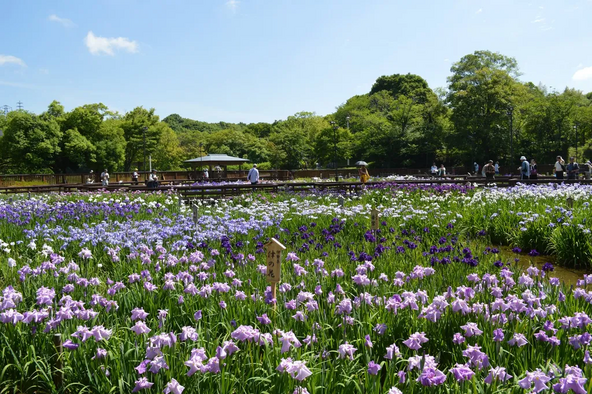 約140品種・1万株の花菖蒲が咲く「山田池公園」