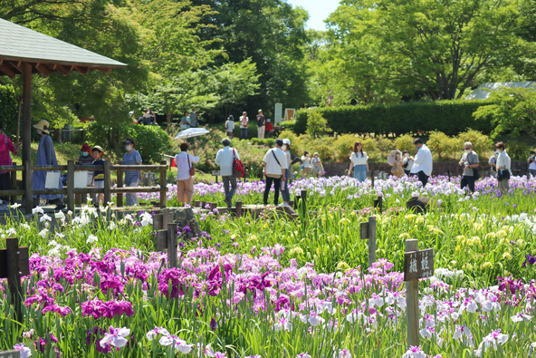 約100品種・3万本の花菖蒲が咲き誇る「馬見丘陵公園」