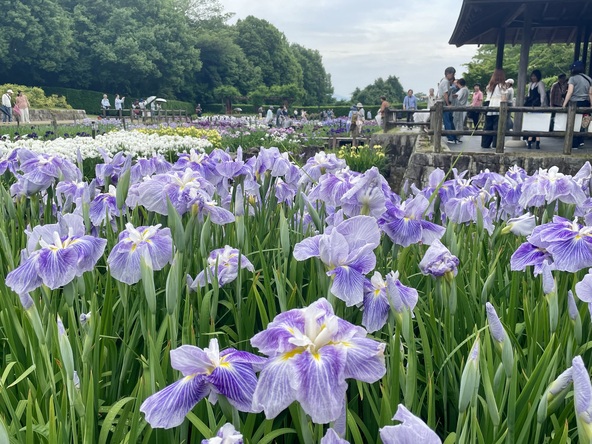 花菖蒲とともに、初夏の公園散策を満喫できます