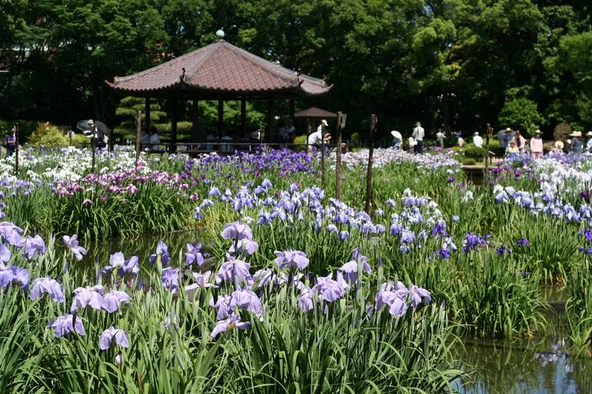 約250品種・1万3,000株の花菖蒲が咲く「城北菖蒲園」