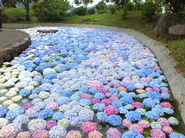 池一面に色とりどりのあじさいが浮かぶ「あじさい池」(画像提供:開成町)