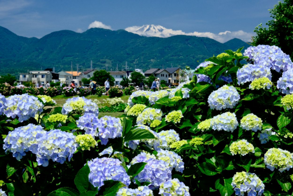 のどかな田園と色鮮やかな紫陽花が共演する美しい景色(画像提供:開成町)