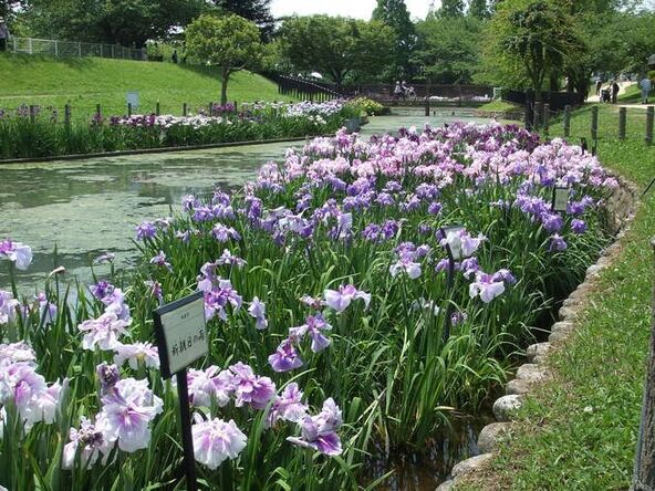 約150種・1万株の花菖蒲が咲く「白鷺公園」(画像提供:堺市)
